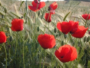 campos_de_amapolas_01